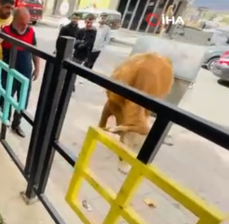 Bingöl’de Parkta demir korkuluklara sıkıştı! Ekipler o canlıyı kurtarmak için seferber oldu - Resim: 3