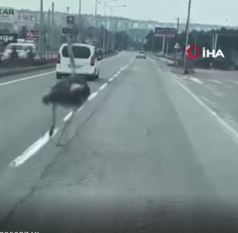 Diyarbakır’da trafikte bir anda sürücülerin önüne çıkan hayvan büyük bir paniğe neden oldu. Birçok kişi ilk kez gördü - Resim: 2