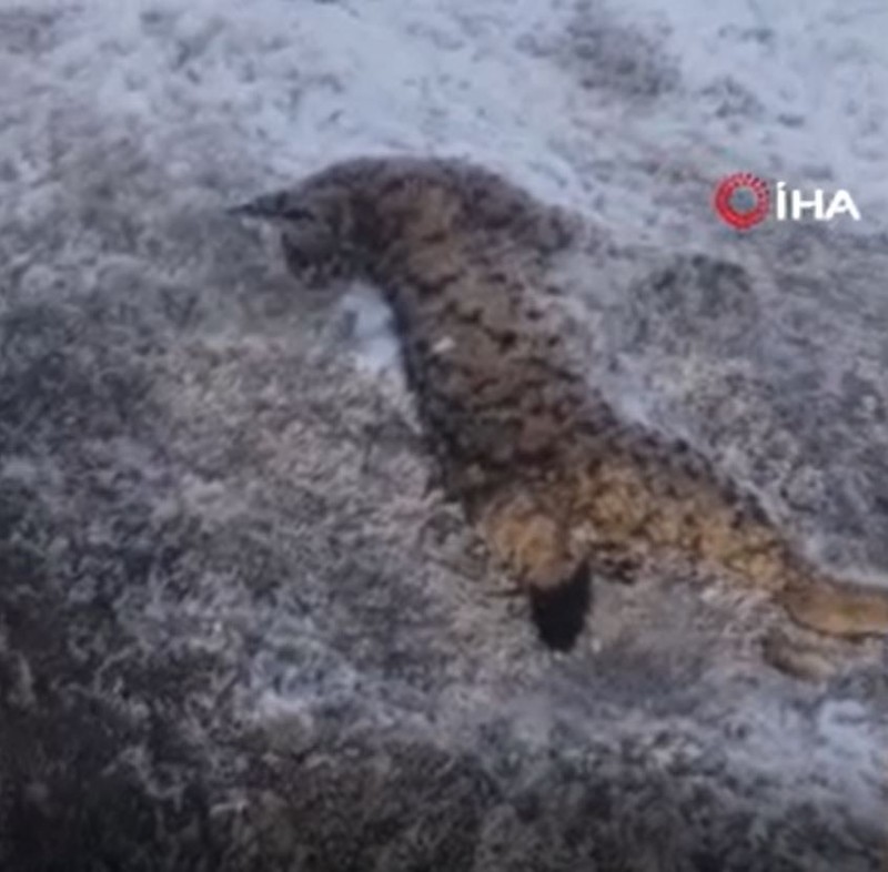 Erzincan-Erzurum karayolunda bulunan Sansa deresinden korkunç haber. Sadece 1 tane 2 tane değil. Değerli hayvanlar teker teker telef oldu - Resim: 2