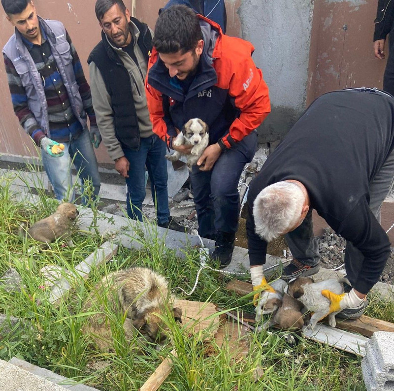 Kars'ta havalandırma boşluğuna düşen 6 köpek yavrusu titizlikle kurtarıldı - Resim: 1