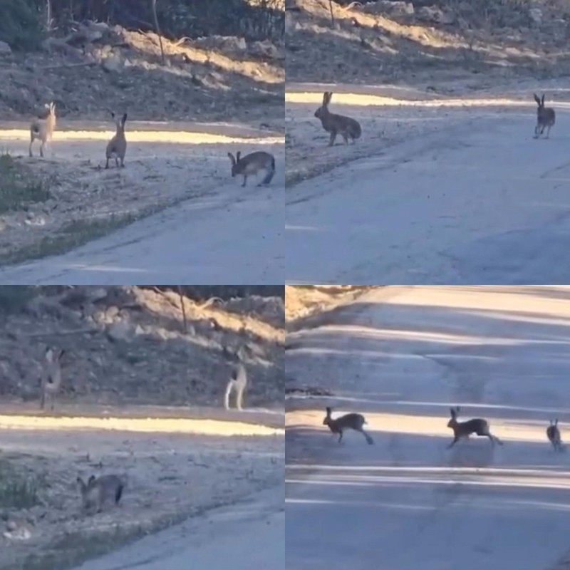 Mersin'de kar gitti, hepsi teker teker ortaya çıkmaya başladı. 3 tane yaban sevimli hayvan kameraya yakaladı. Neşeli anları görenleri tebessüm ettirdi - Resim: 1