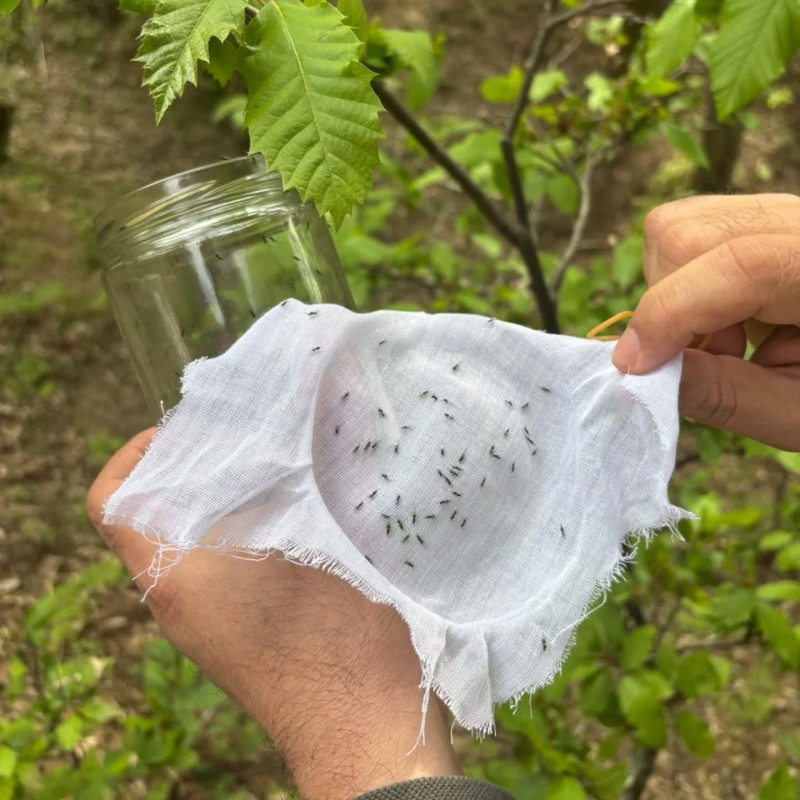 Balıkesir'de 200 dişi ve 100 erkek olmak üzere toplamda 300 tanesi doğaya bırakıldı. Görevleri çok önemli - Resim: 2