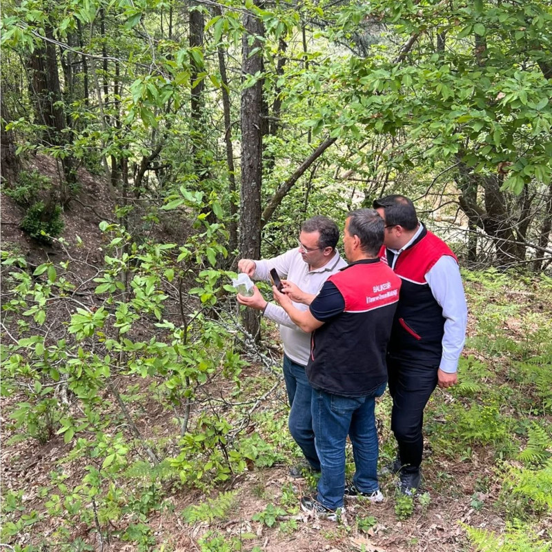 Balıkesir'de 200 dişi ve 100 erkek olmak üzere toplamda 300 tanesi doğaya bırakıldı. Görevleri çok önemli - Resim: 1