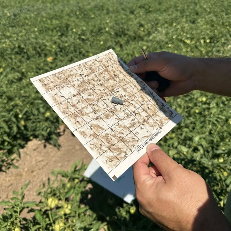 Edremit’te domates güvesi artışı yaşandı. Üreticilere acil ilaçlama çağrısı yapıldı - Resim: 3