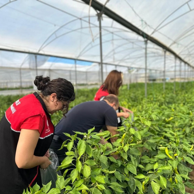 Edremit’te biber ürünlerinde pestisit denetimi yapıldı: Numuneler laboratuvara gönderildi - Resim: 1