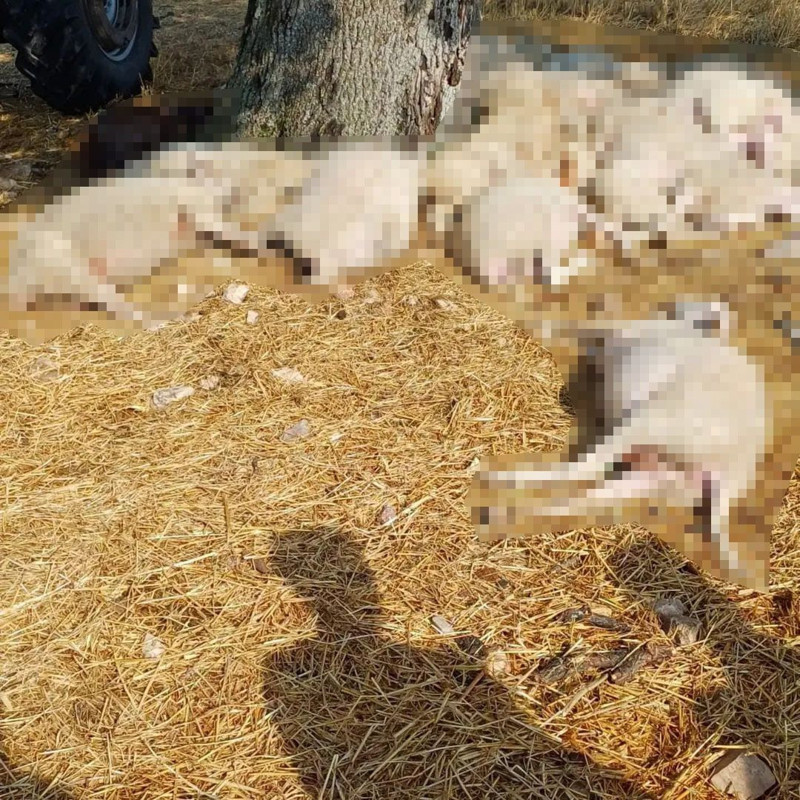 Edirne'de çok acı olay! 30 koyun telef oldu - Resim: 2