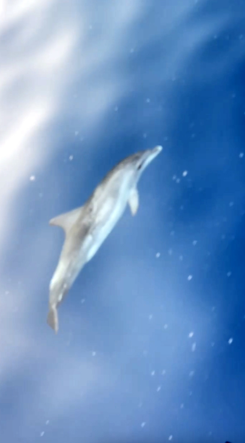 Alanya’da tekne turunda turistlere o hayvan gezi boyunca eşlik etti. Turistlerin cep telefonlarına eğlenceli anlar yansıdı - Resim : 1