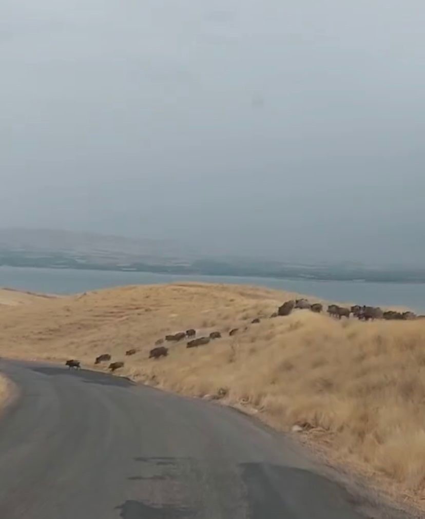 Elazığ'da sürü halinde ortaya çıktılar. Akın akın ilerlediler, git git uza uza bitmediler. Hayli ürkünç - Resim : 1