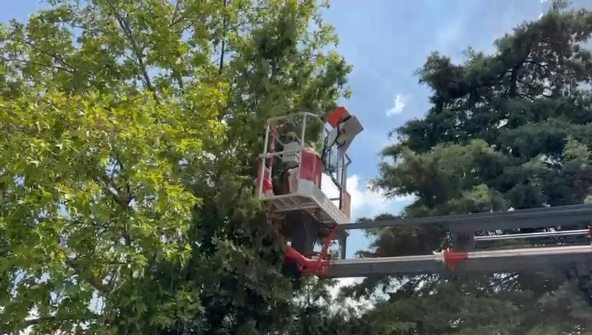 Bursa’da ağaçta mahsur kalan hayvanlar itfaiye tarafından kurtarıldı - Resim : 1