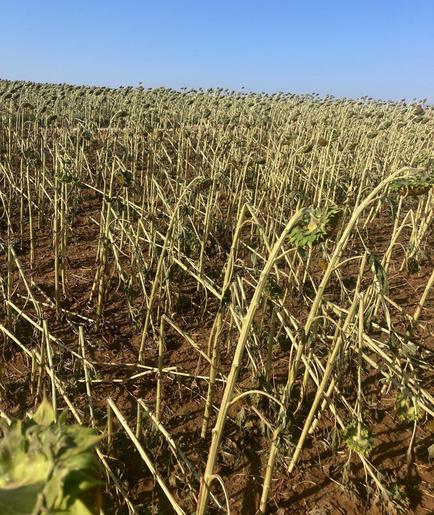 Tekirdağ’da yaşanan dolu yağışı buğday ve ayçiçeği tarlalarını vurdu - Resim : 1