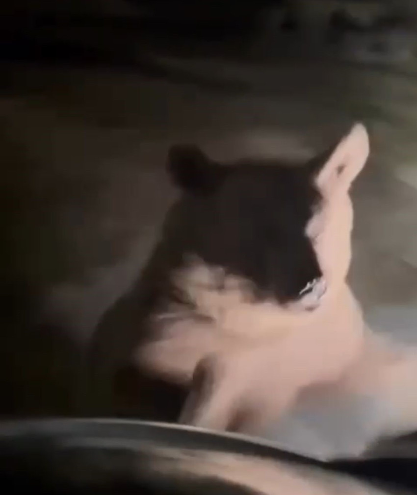 Uludağ'da ayı saldırısı! Korku dolu anlar kameraya yansıdı - Resim : 2