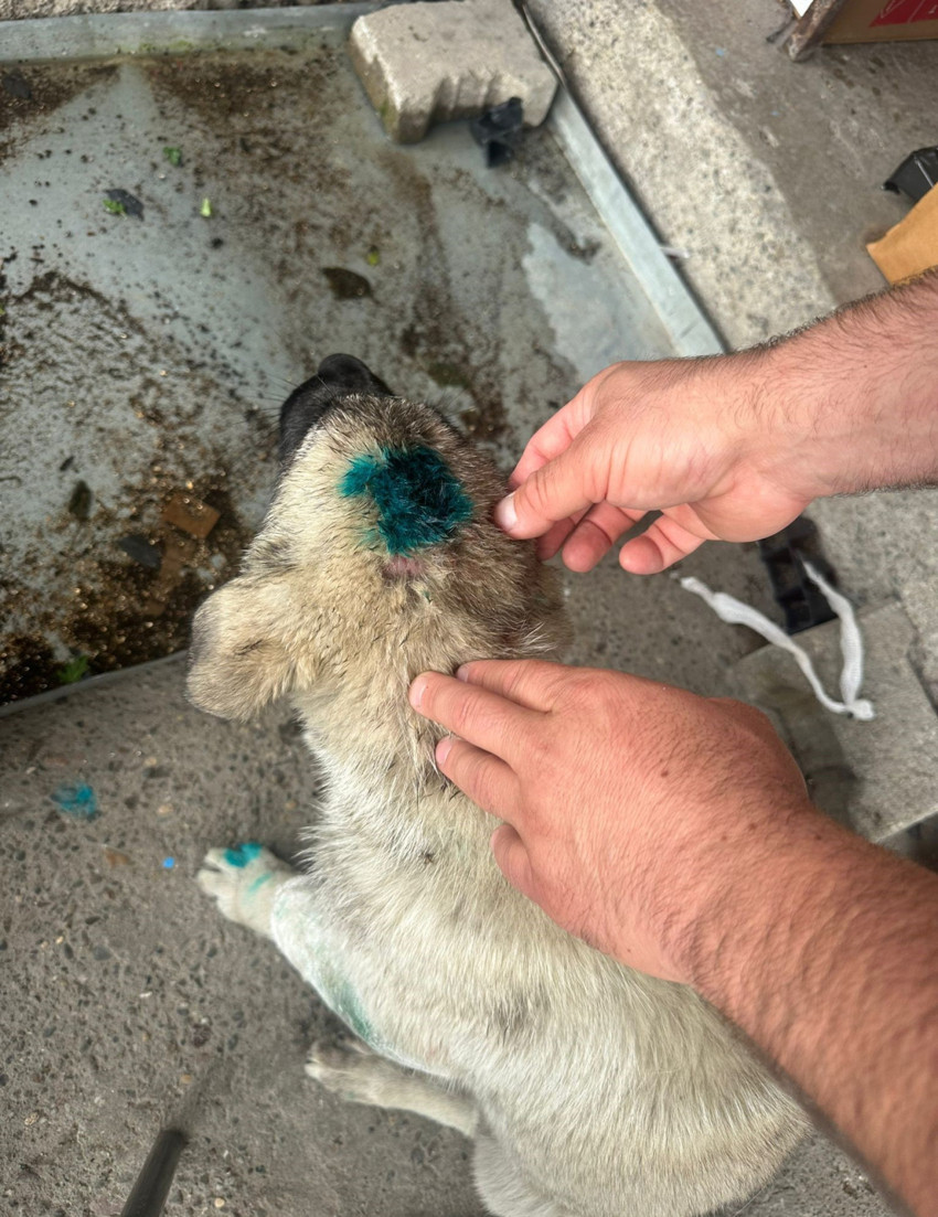 İletişim fakültelerinde anlatılan teori gerçek oldu! Bu kez insan köpeği ısırdı - Resim : 1