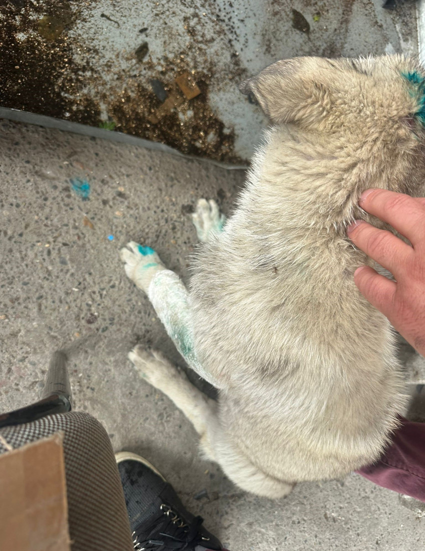 İletişim fakültelerinde anlatılan teori gerçek oldu! Bu kez insan köpeği ısırdı - Resim : 2