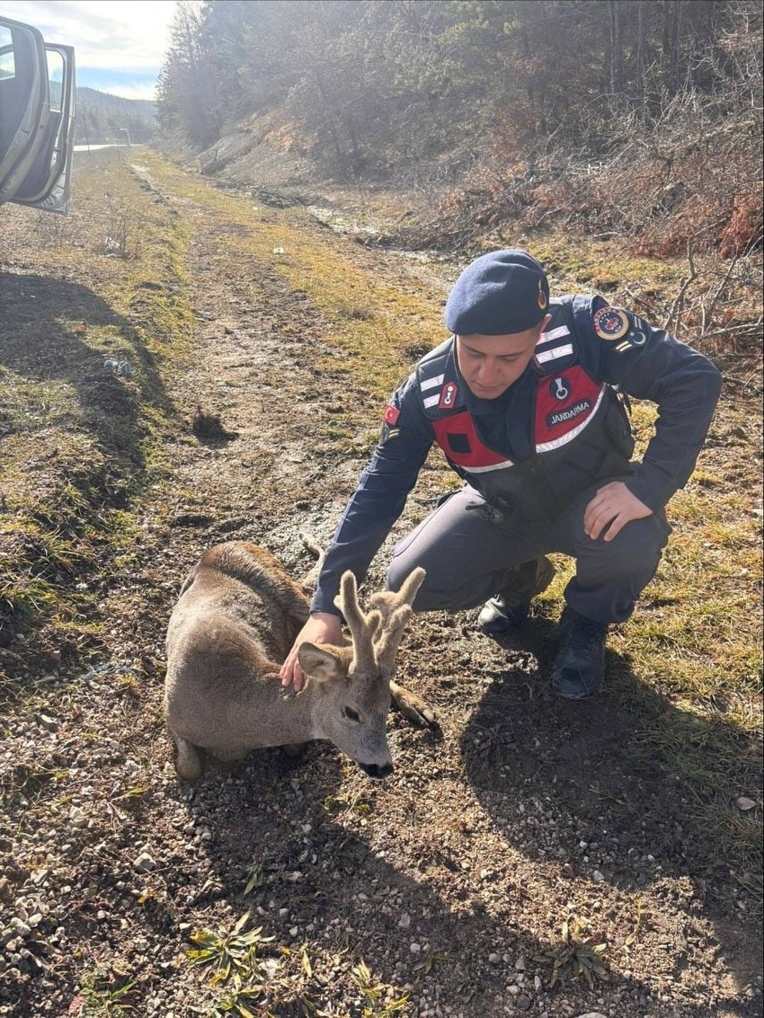 Kastamonu'da devriye atan jandarma ekibi yol kenarında gördü. Yaralı ve bitkindi. Hemen tedavi altına alındı - Resim : 1