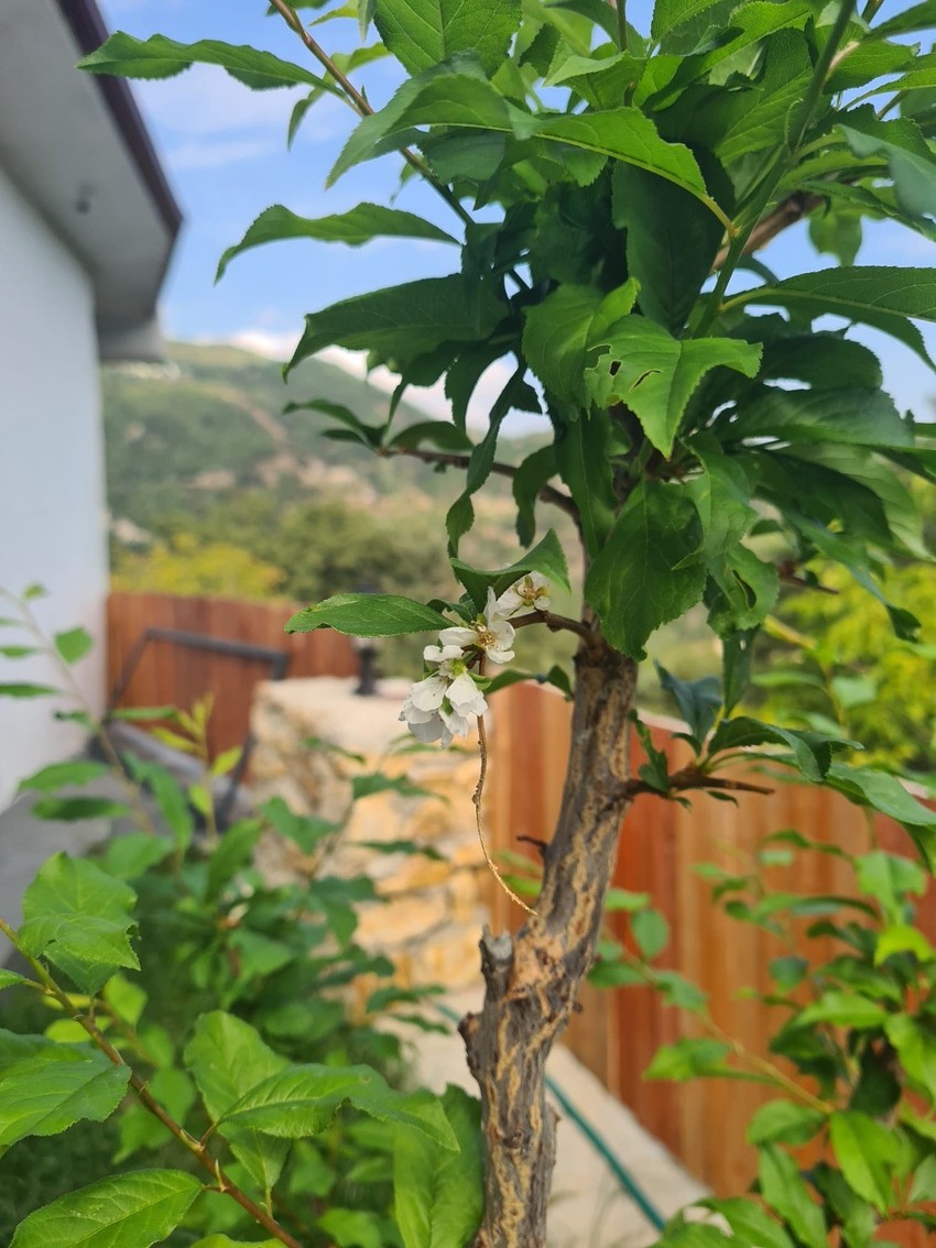 Türkiye'de neler oluyor, bu hiç hayra alamet değil. Önce Manisa'da sonra Denizli'de. Korkunç bir şey, resmen kıyamet alameti - Resim : 2