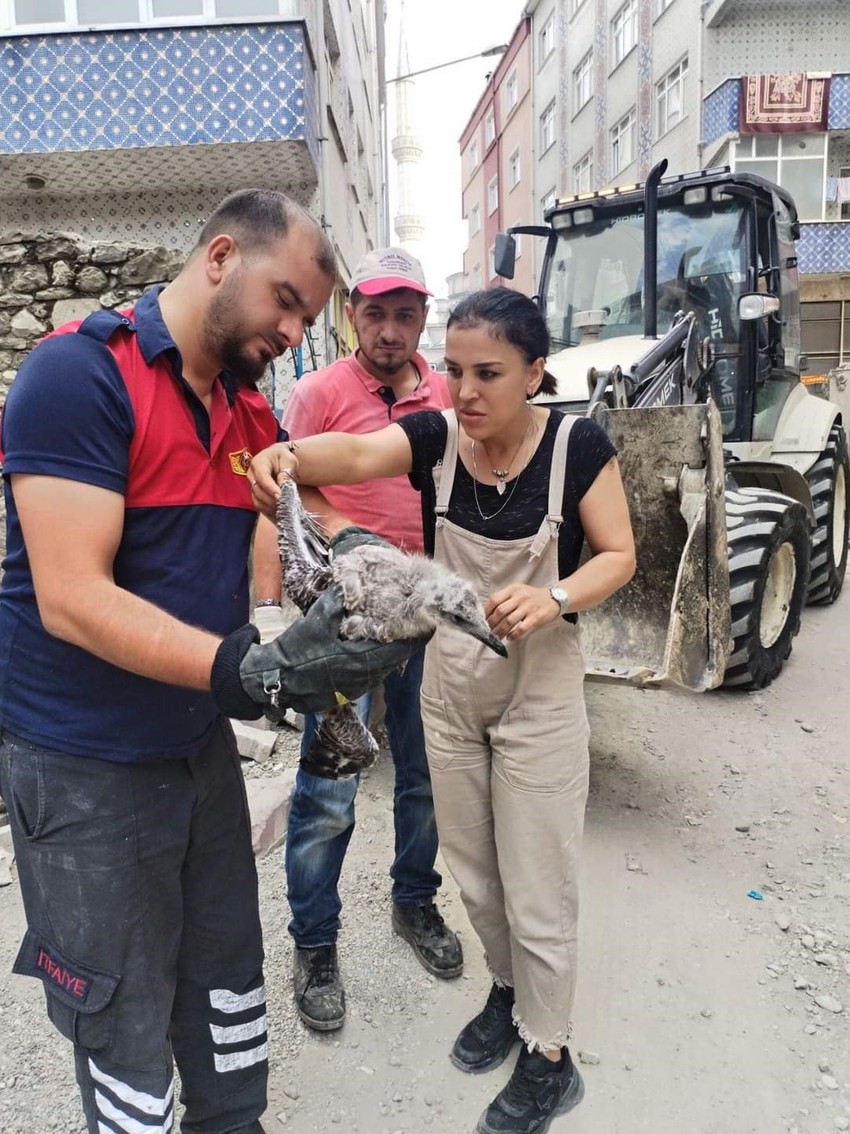 Sinop'ta harabeye dönmüş evin çatısında bulundu. Belediye ekipleri onu kurtarmak için acil devreye girdi - Resim : 1