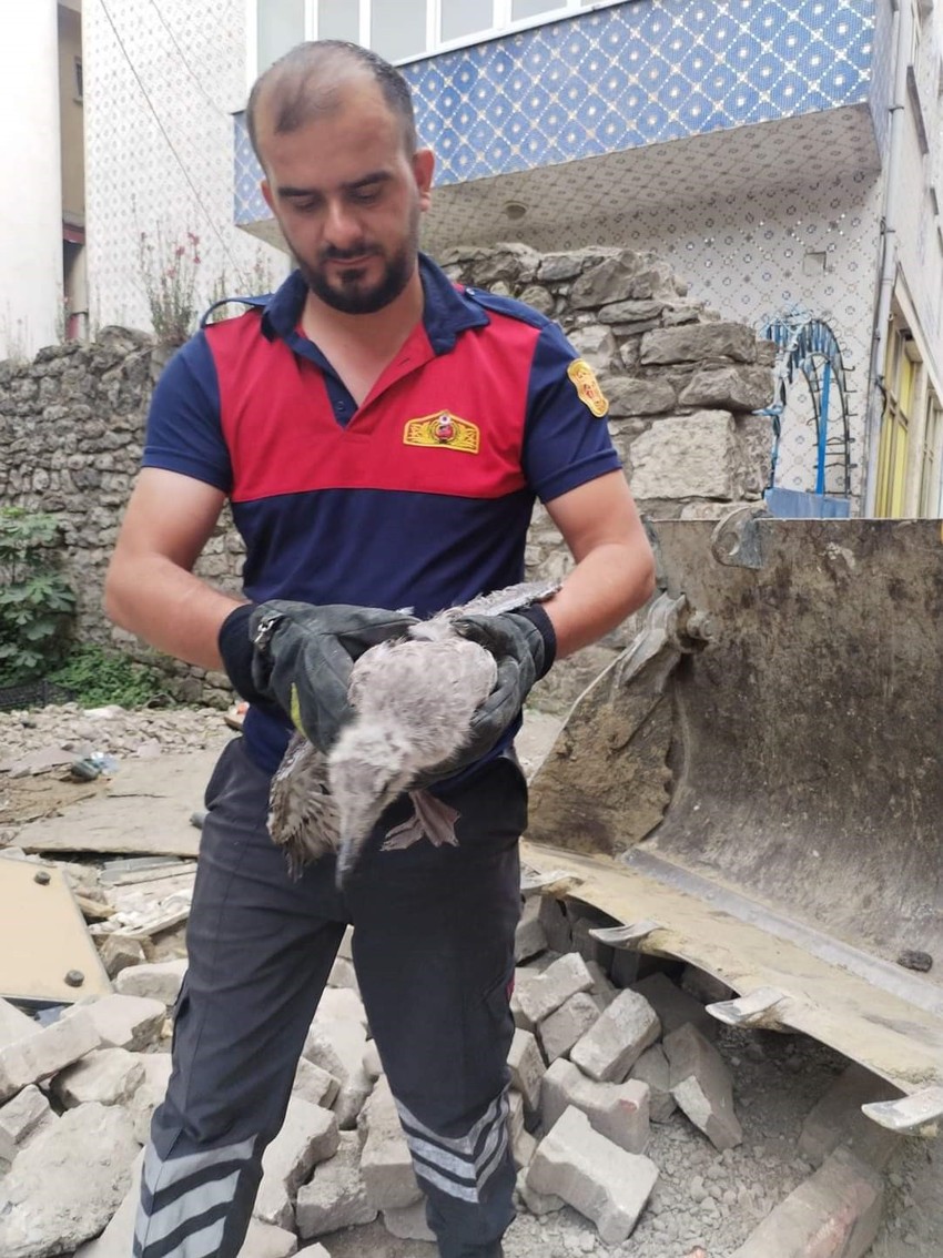 Sinop'ta harabeye dönmüş evin çatısında bulundu. Belediye ekipleri onu kurtarmak için acil devreye girdi - Resim : 2