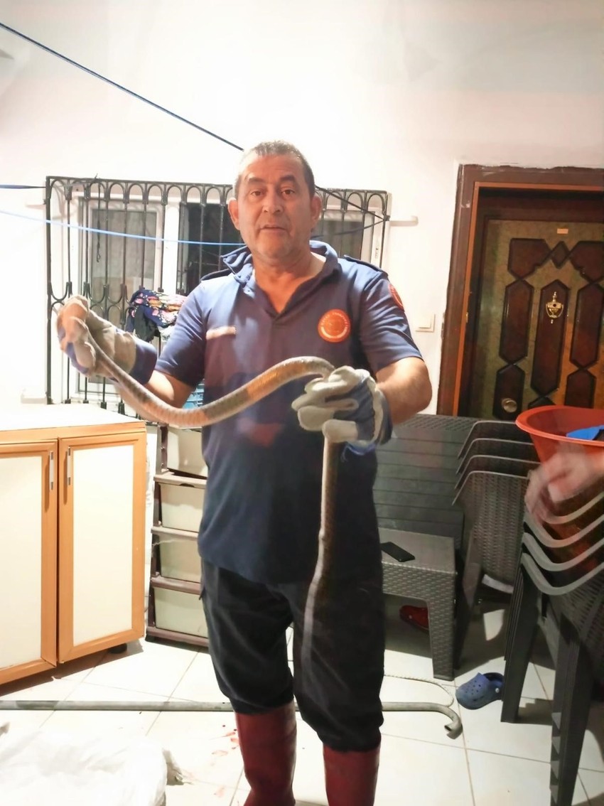 Hatay'da evin salonuna kadar giren vahşi yaratık kıskıvrak yakalandı! Yakında yatağımıza kadar girecekler... Bu işin sonu iyi değil - Resim : 1
