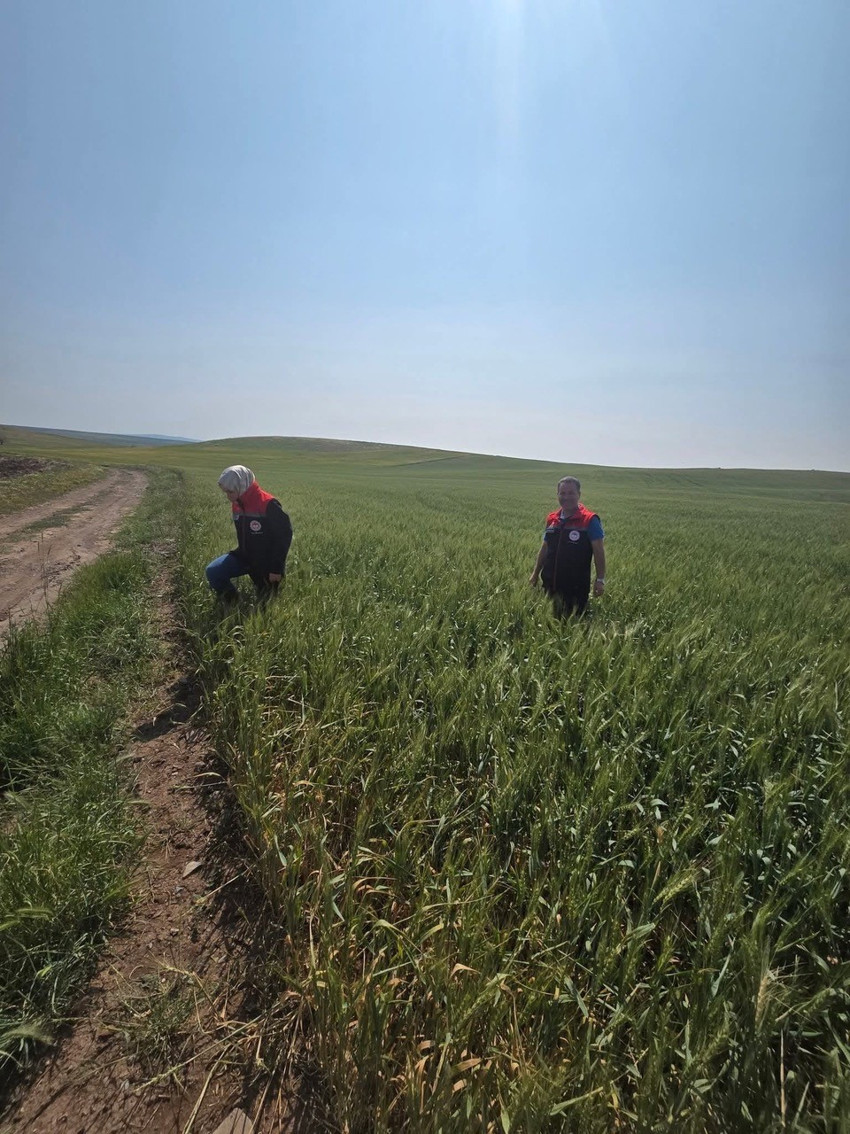 Hububat tarlalarında yoğunluk gösteren süne sürveyi devam ediyor - Resim : 1