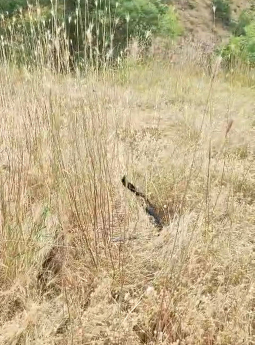Elazığ'da 2 tanesi çalılıkların arasından çıktı! Yaptıkları hareket tedirgin edici - Resim : 1