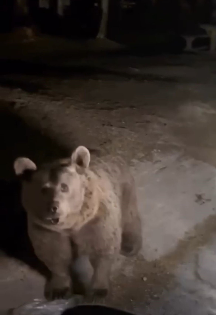 Uludağ'da ayı saldırısı! Korku dolu anlar kameraya yansıdı - Resim : 1