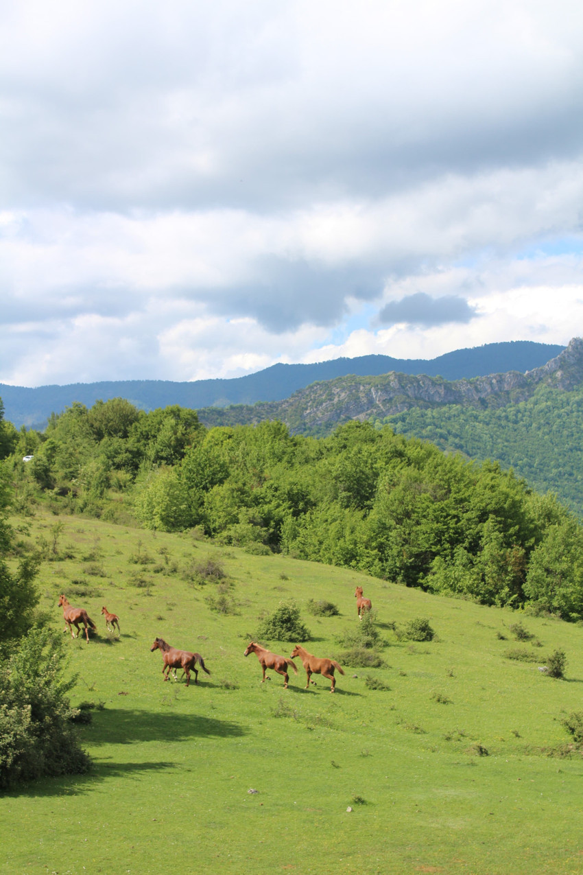 Yenice Yaylalarında yılkı atları sürü halinde görsel şölen sunuyor - Resim : 1