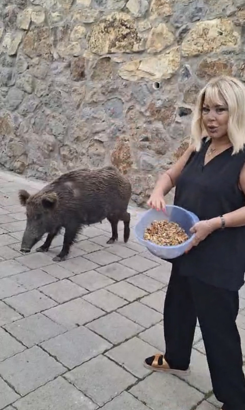 Safiye Soyman evinin kapısına gelen yaban domuzunu elleriyle besledi! - Resim : 2
