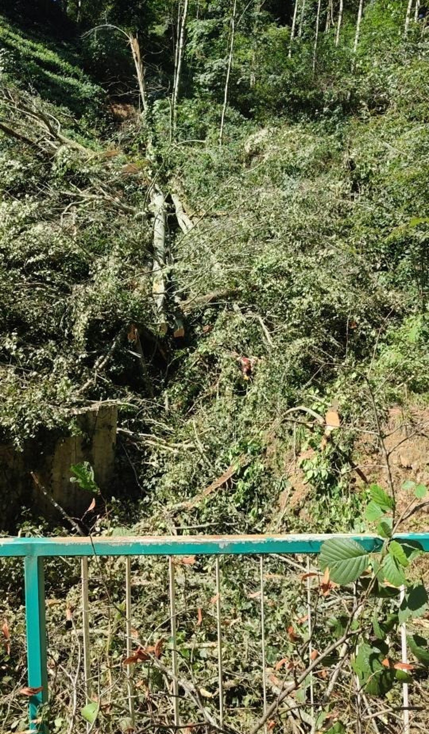Rize'de feci olay! Kestiği ağacın altında kalıp öldü - Resim : 1