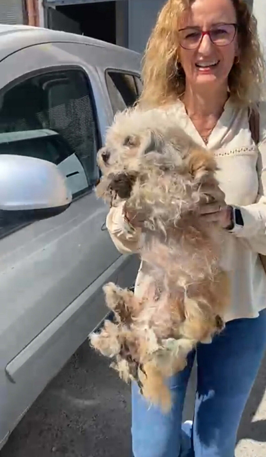 İzmir'de evde tutulan 20 köpek komşuların şikayeti üzerine kurtarıldı - Resim : 1