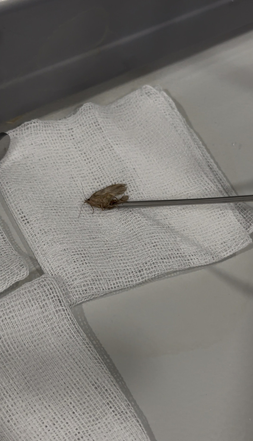 ‘Kulağımda bir şey oynuyor’ dedi! İçinden çıkan herkesi şaşırttı: Doğaya bıraktılar… - Resim : 3