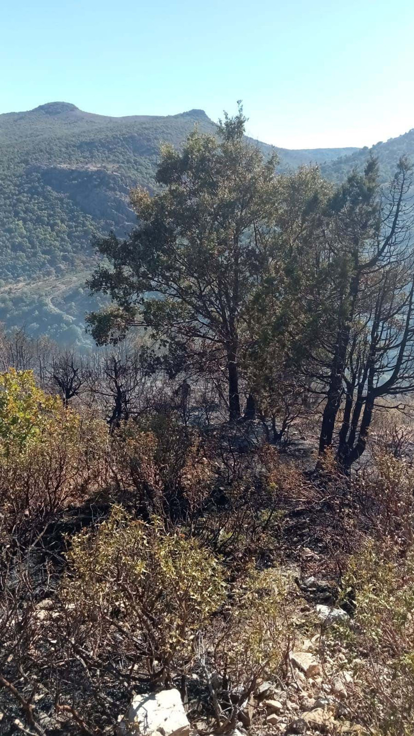 Antalya, Çanakkale ve Konya'da orman yangını! Son durum ne? - Resim : 3