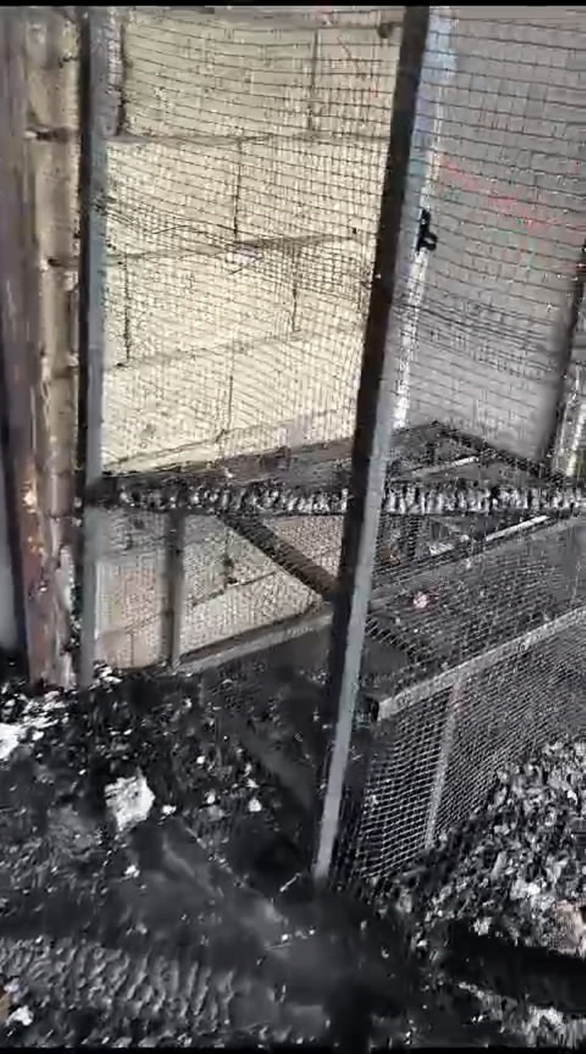 Diyarbakır'da güvercin dolu otele gelen sahipleri o manzarayı görünce dehşete düştü. 300 güvercin kömür gibi kapkara olarak öldü - Resim : 2