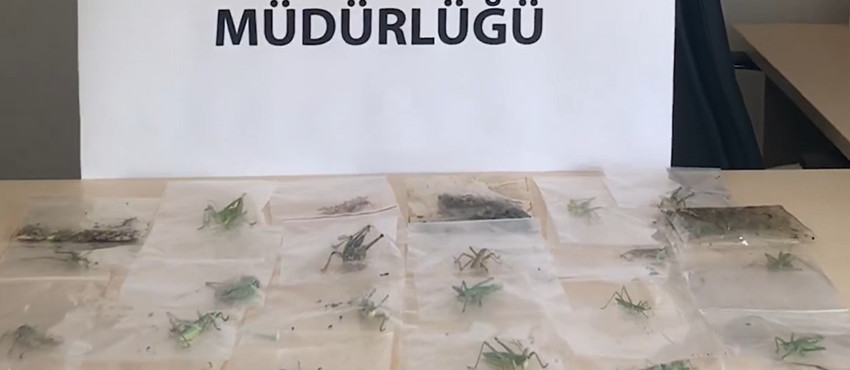 Ülkenin çekirgesini de çaldılar! 3 kaçakçı yakalandı: Türkiye'ye servet ödeyecekler - Resim : 1