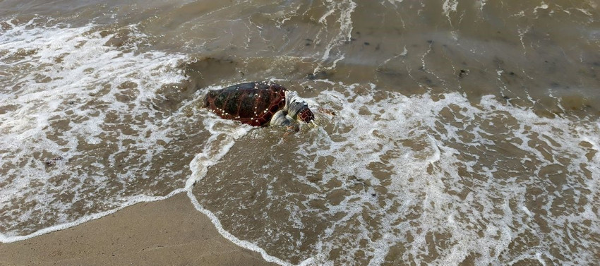Aydın’da sahil kıyısına vuran hayvanı gören vatandaşlar hemen harekete geçti! 1 kez nefes almak için çırpınıyordu - Resim : 1