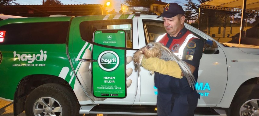 Yozgat'ta jandarma ekipleri tarafından yaralı halde buldu. Tedavisi için Doğa Koruma ve Milli Parklar Müdürlüğü ekiplerine teslim edildi - Resim : 1
