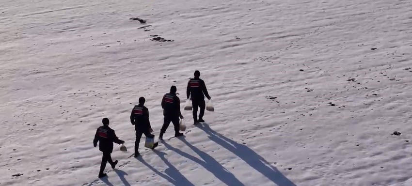 Sivas'ta jandarma ekipleri karlı araziye çıktı. Yiyecek bulmakta zorlanan yaban hayvanları için harekete geçtiler - Resim : 2