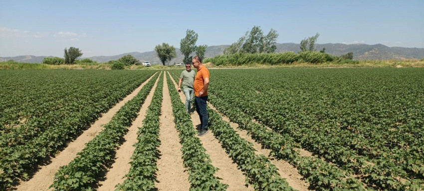 Aydın Söke İlçesinde pamuk ve ayçiçeği tarlalarında tarımsal denetimler devam ediyor - Resim : 1