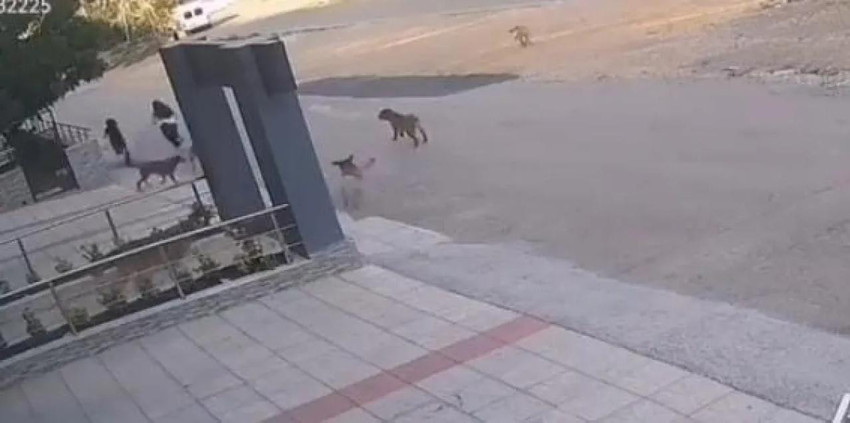 Bursa'da başıboş köpekler dehşet saçtı - Resim : 2