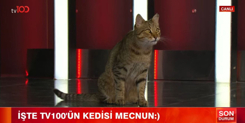 Kediler şehri İstanbul! Yabancı turistler navigasyonla kedi arıyor! tv100'ün kedisi Mecnun canlı yayında! - Resim : 1