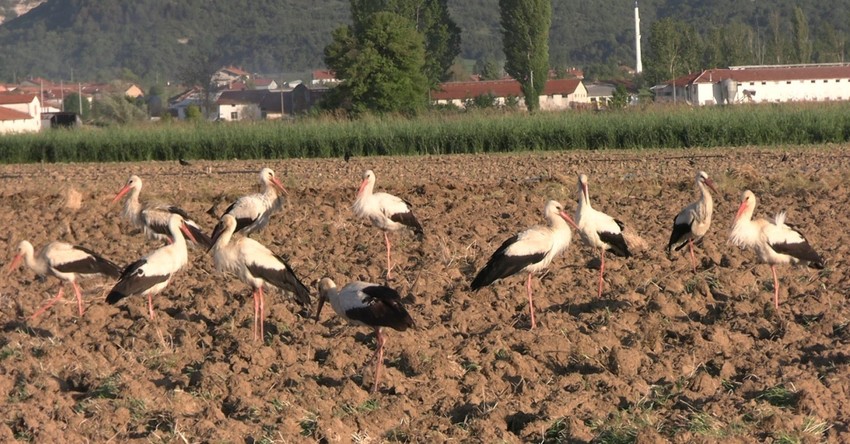 Baharın müjdecisi leylekler o bölgeyi çok sevdi, ikinci kez geldiler. - Resim : 1