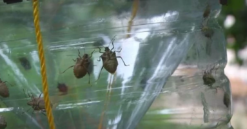 O bölgede alarm verildi! Kahverengi kokarca evleri istila etti: Uzmanlar vatandaşları uyardı - Resim : 2