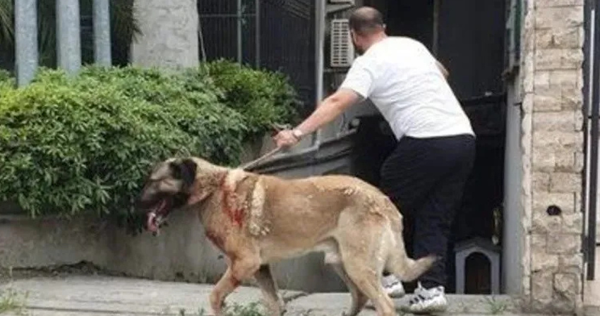 Ataşehir'de başıboş köpek dehşeti: Yargıtay üyesinin eşi dehşet anlarını anlattı! - Resim : 2