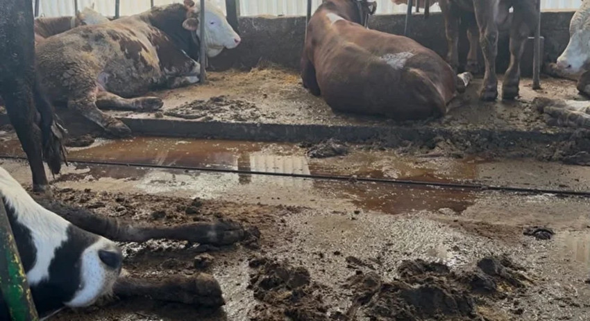 Çiftçinin yeni hazinesi! Toprağa bir kez atılıyor, etkisi 7 yıl sürüyor! Günlüğü 5 bin liraya işçi bulunamıyor - Resim : 3
