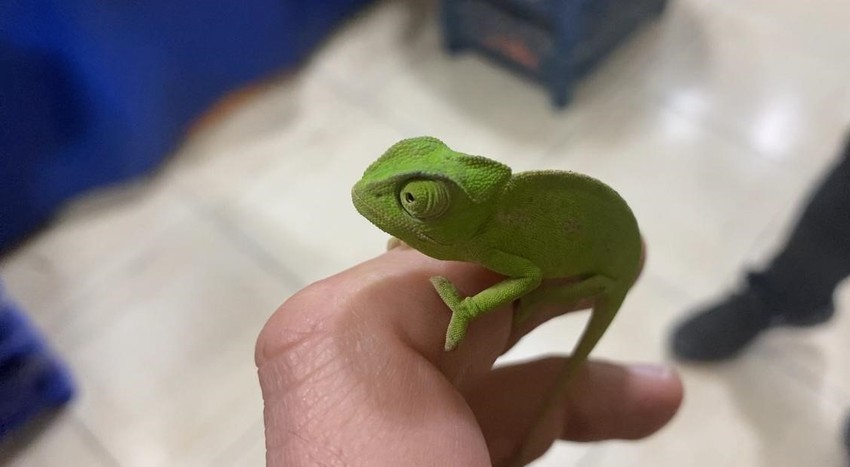 Tokat'ta mandalina almaya gitti. Dönüşte eve yalnız dönmedi. Mandalina kasasında yaprak sandığı canlıyı alıp eve getirip  beslemeye karar verdi - Resim : 1