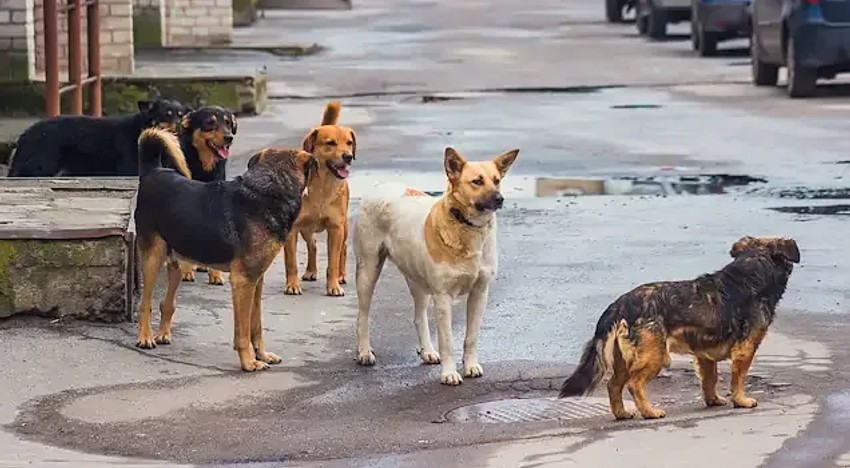 Ankara Valiliği'nden sahipsiz köpek kararı! - Resim : 1