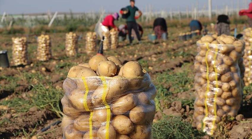 Son bir yılda patates yüzde 79 zamlandı