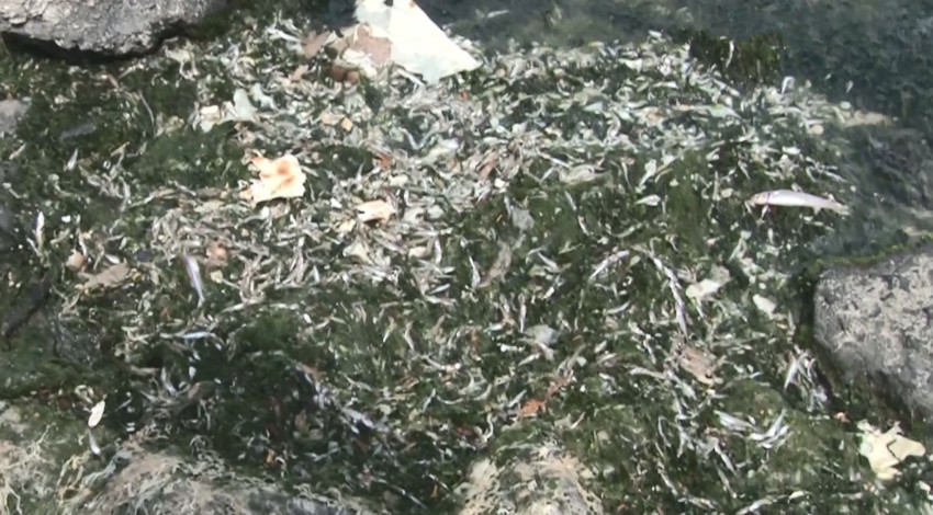 Yüzlercesi kıyıya vurdu!.. 'Göl bitmiş durumda'