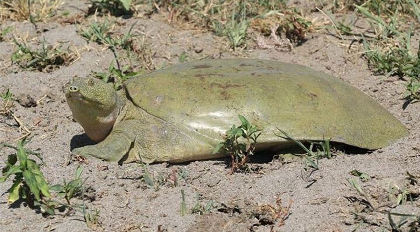 Diyarbakır'da bulundu, nesli tükenmek üzere