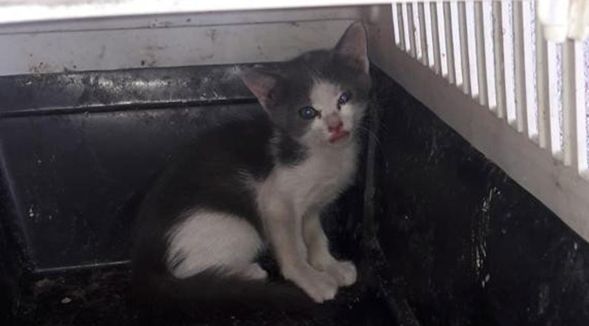 Araç motorunda 45 kilometre yol gitti