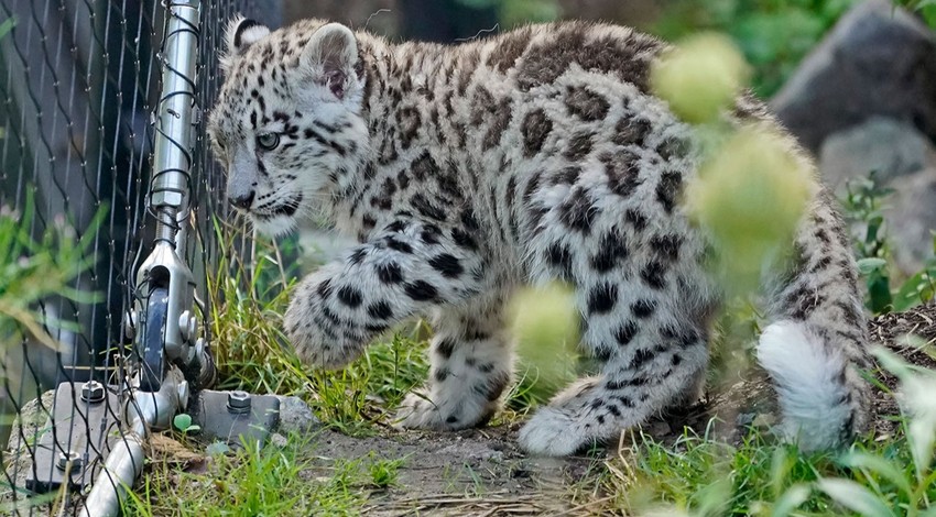 Yavru kar leoparları ilk kez açık alanda!